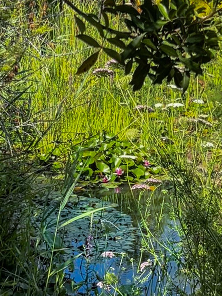 Jezero sa lokvanjima u botaničkom vrtu Marimurtra 