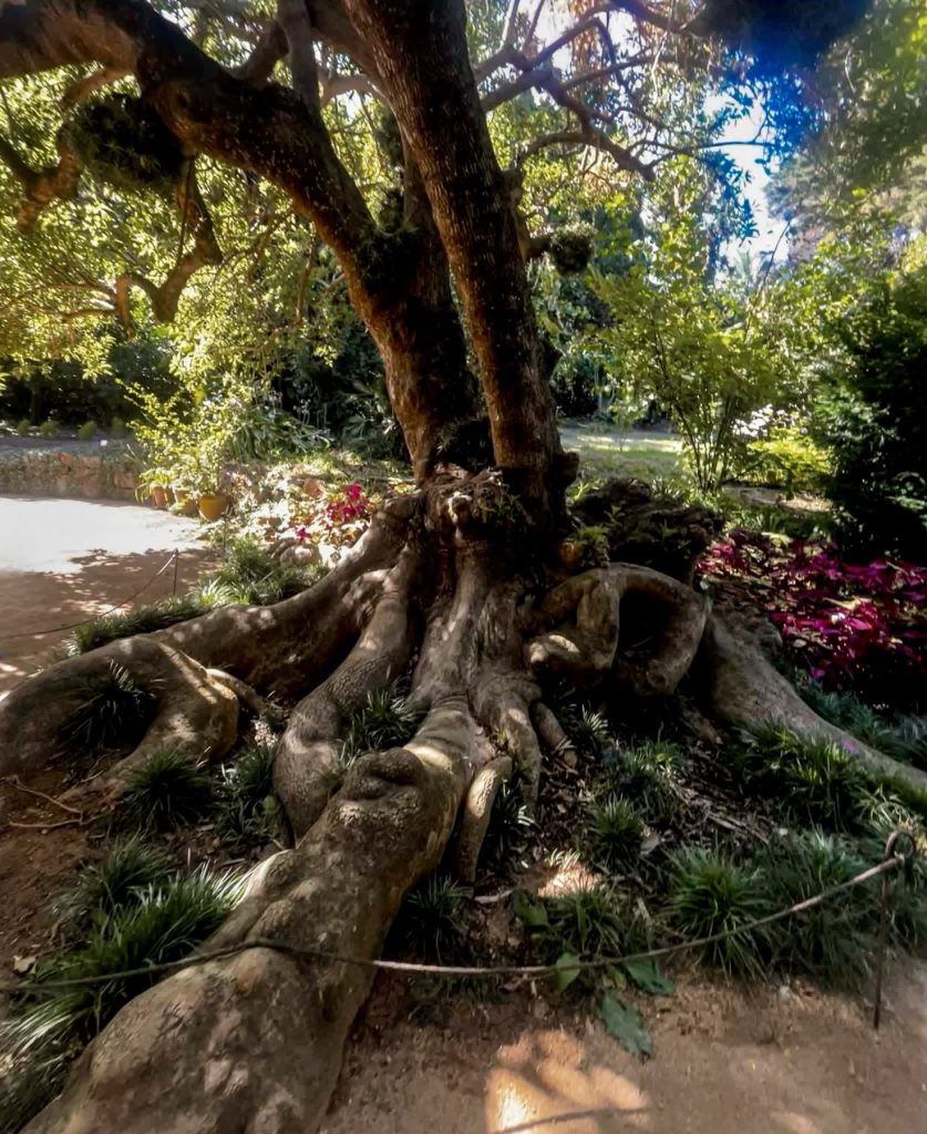 Krošnja drveta Ficus macrophylla u botaničkom vrtu Marimurtra 